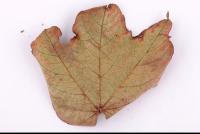 Photo Texture of Leaf 0057
